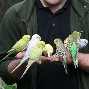 Budgerigars #1