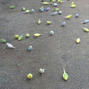 Budgerigars #2