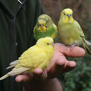 Budgerigars #3