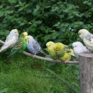 Budgerigars #4