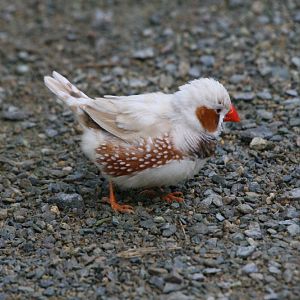 Zebra Finch #2