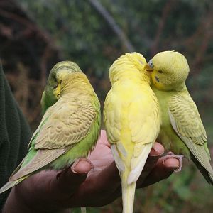 Budgerigars #5