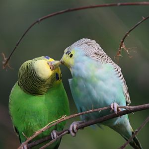 Budgerigars #6