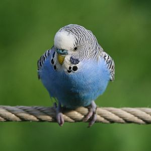 Budgerigar #2