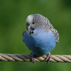 Budgerigar #3