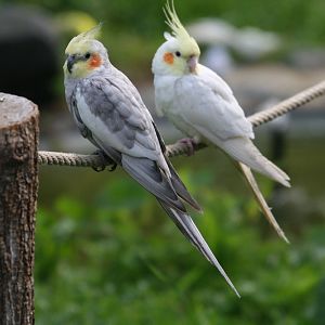 Cockatiels #1
