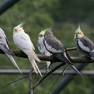 Cockatiels #2