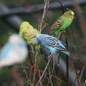 Budgerigars #7