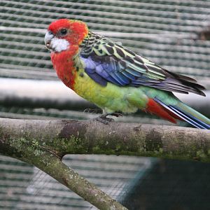 Eastern Rosella