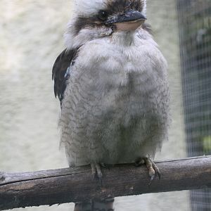Kookaburra