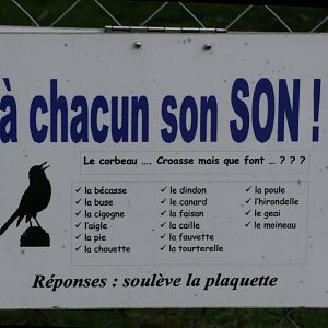 What does each bird sound like? - Question