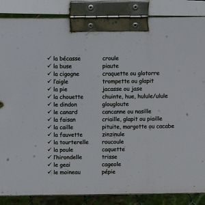 What does each bird sound like? - Answer