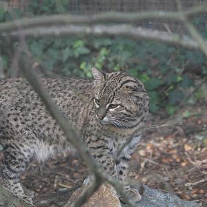 Geoffroy's Cat