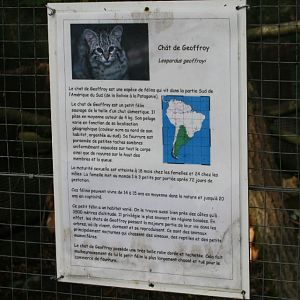 Geoffroy's Cat Signage