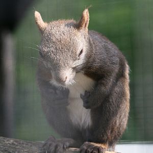 Japanese Squirrel