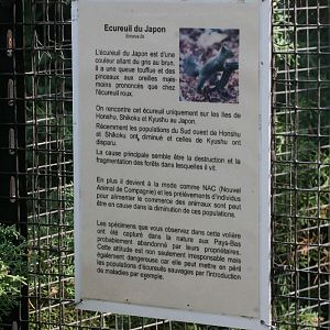 Japanese Squirrel Signage
