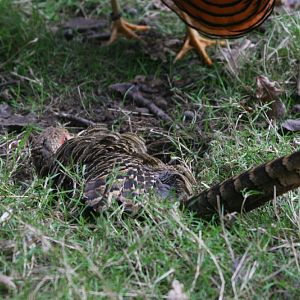 Female Golden Pheasant Sandbathing