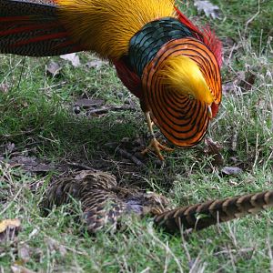 Golden Pheasant Pair #1