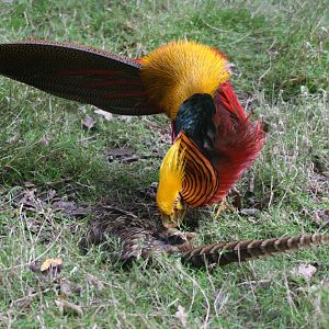 Golden Pheasant Pair #2