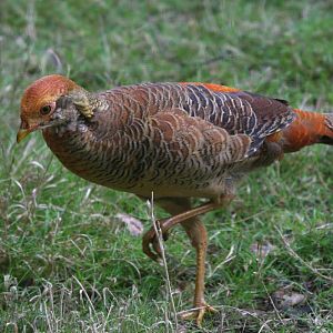 Young Golden Pheasant