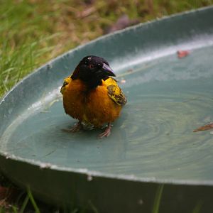Weaver Bird Bathing