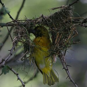 Weaver Bird Beginning Nest