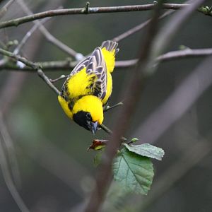 Weaver Bird
