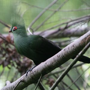 Turaco