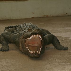 Model Crocodile