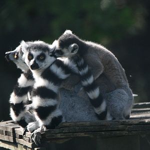 Ring-Tailed Lemurs