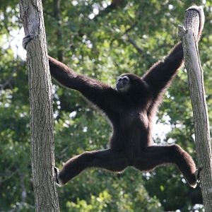White-Handed Gibbon