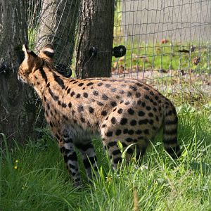 Serval