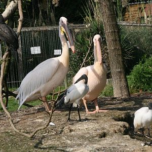 African Aviary Inhabitants