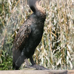 Cormorant