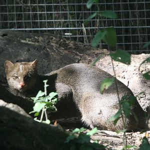 Jaguarundi