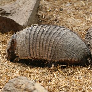 Big Hairy Armadillo
