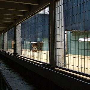 Carnivore House Interior at Berlin Zoo, 31/08/11