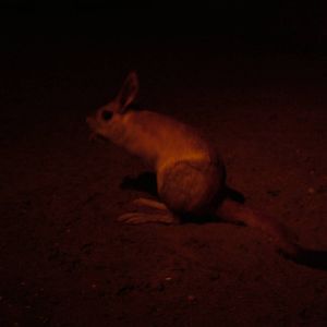 South African Springhaas at Berlin Zoo, 31/08/11