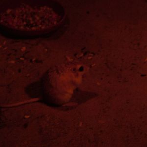 Pallid Gerbil at Berlin Zoo, 31/08/11