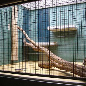 Ocelot Indoor Exhibit at Berlin Zoo, 31/08/11