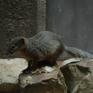 Narrow-striped Mongoose at Berlin Zoo, 31/08/11