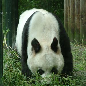 Giant Panda at Berlin Zoo, 31/08/11