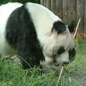 Giant Panda at Berlin Zoo, 31/08/11
