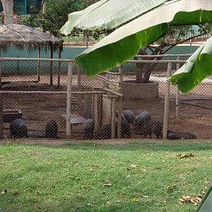 Collared Peccary's (Pecari tajacu) enclosure