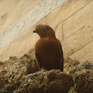 Female Andean Cock-of-the-rock (Rupicola peruvianus)
