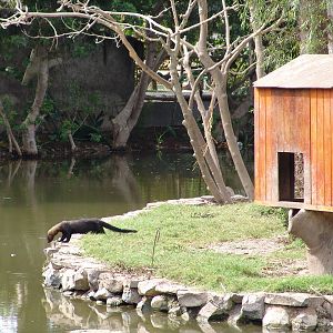 Tayra (Eira barbara) in a very interesting mixed exhibit