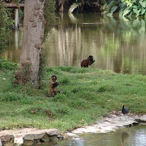 Tufted Capuchins (Cebus apella) in a mixed exhibit