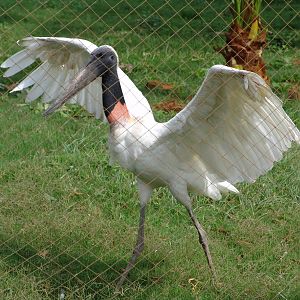 Jaribu Stork (Jabiru mycteria)