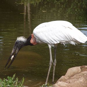 Jaribu Stork (Jabiru mycteria)