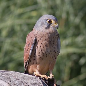 Common Kestrel - 28/09/2011